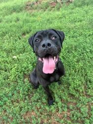 Shelter Stray Female Dog last seen CHARLOTTE, 8315 Byrum Dr, Charlotte, NC 28217, USA