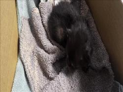 Shelter Stray Male Cat last seen , 11361 W Pico Blvd, Los Angeles, CA 90064, USA