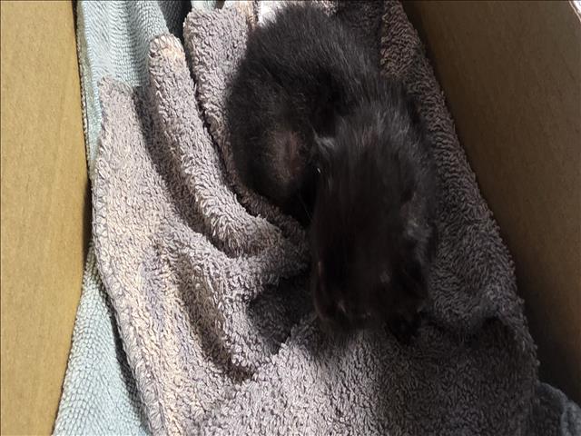 Shelter Stray Male Cat last seen , 11361 W Pico Blvd, Los Angeles, CA 90064, USA