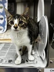 Shelter Stray Female Cat last seen Near BLOCK NW 38 AV, N LAUDERDALE FL 33309, 2400 SW 42nd St, Fort Lauderdale, FL 33312, USA