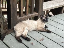 Lost Male Cat last seen Rio Nido Rd, Guerneville, CA 95446
