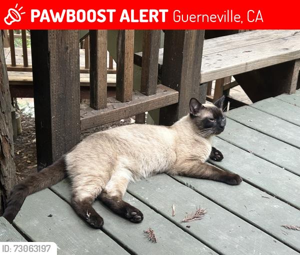 Lost Male Cat last seen Rio Nido Rd, Guerneville, CA 95446
