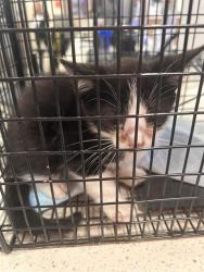 Shelter Stray Male Cat last seen Near BLOCK W MUHAMMAD ALI BLVD, 3528 Newburg Rd, Louisville, KY 40218, USA