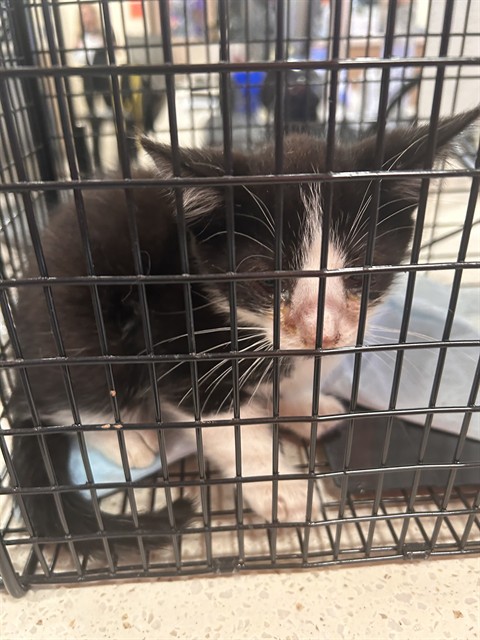 Shelter Stray Male Cat last seen Near BLOCK W MUHAMMAD ALI BLVD, 3528 Newburg Rd, Louisville, KY 40218, USA