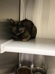 Shelter Stray Female Cat last seen Near BLOCK TERRA VISTA ST, 12155 Park Blvd, Brighton, CO 80601, USA