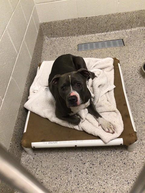 Shelter Stray Female Dog last seen Near BLOCK MAIN ST, 12155 Park Blvd, Brighton, CO 80601, USA