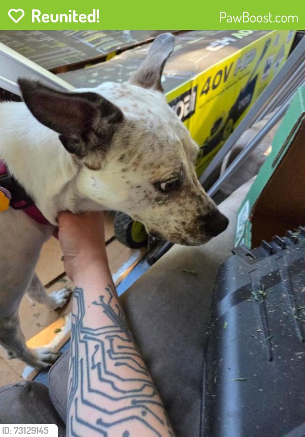Reunited Female Dog last seen Frank st and Case Ave, St Paul, Saint Paul, MN 55106