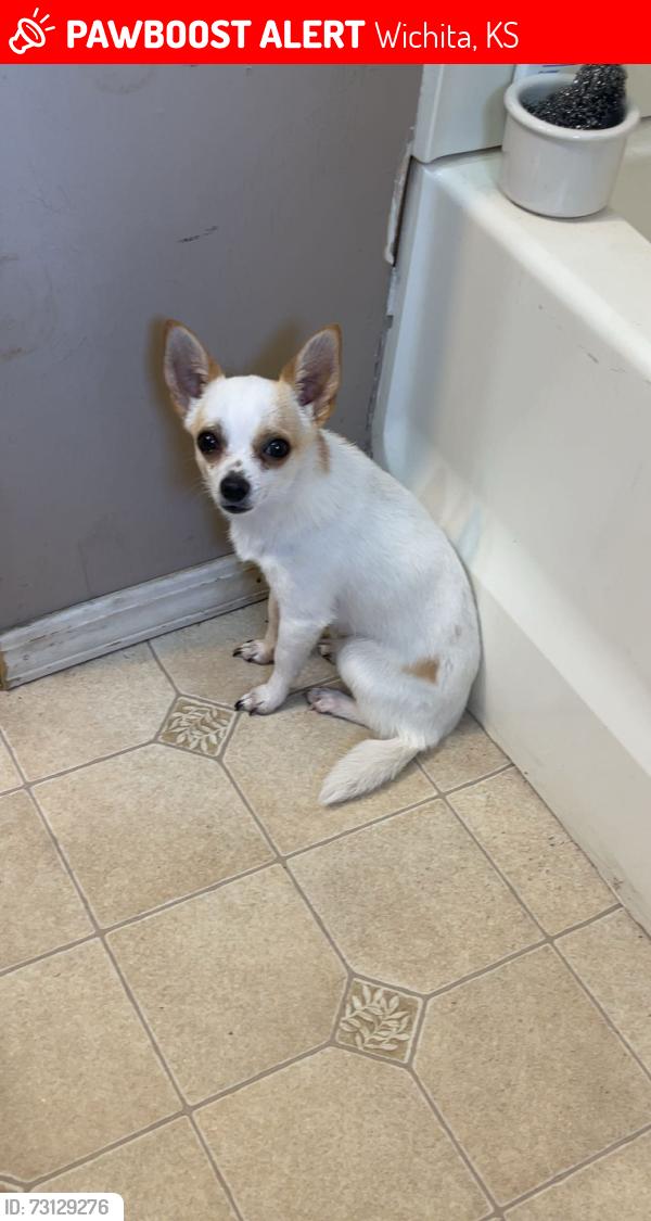 Lost Male Dog last seen Near N Amidon ave wichita KS by Walmart, Wichita, KS 67203