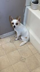 Lost Male Dog last seen Near N Amidon ave wichita KS by Walmart, Wichita, KS 67203