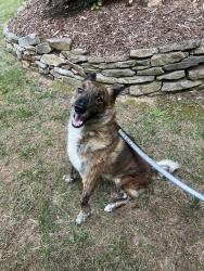 Reunited Male Dog last seen Flynn Branch Rd, Fletcher, NC 28732