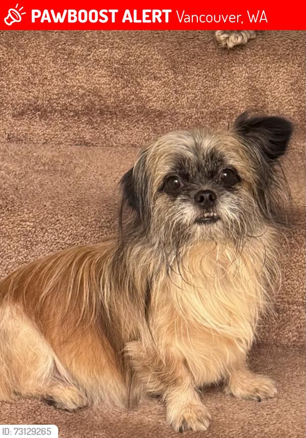 Lost Male Dog last seen NE 27th Ave and NE 68th St, Vancouver, WA 98665