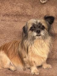 Lost Male Dog last seen NE 27th Ave and NE 68th St, Vancouver, WA 98665