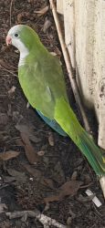 Found/Stray Unknown Bird last seen Found in my grandma Donna's yard, Chesapeake, VA 23323