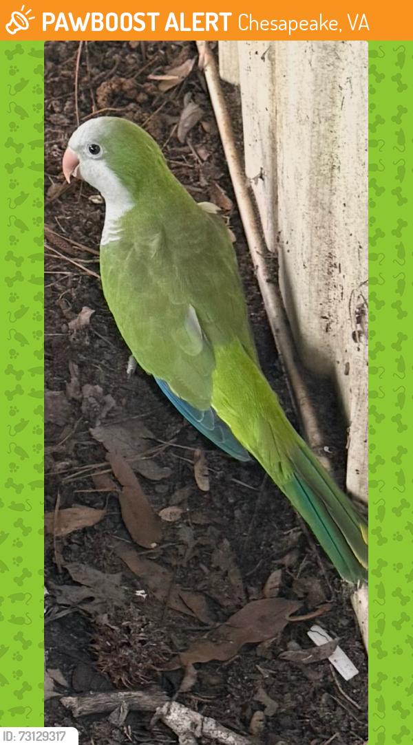 Found/Stray Unknown Bird last seen Found in my grandma Donna's yard, Chesapeake, VA 23323