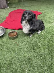 Reunited Male Dog last seen Citrus/Foothill, Fontana, CA 92335