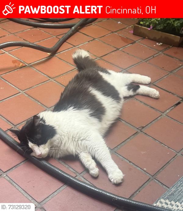 Lost Male Cat last seen Near Madison Rd, Cincinnati, OH 45206