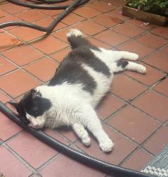 Lost Male Cat last seen Near Madison Rd, Cincinnati, OH 45206