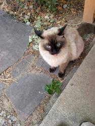 Found/Stray Male Cat last seen Near Hoffman Way and Eppinger in Old Thornton, Thornton, CO 80229