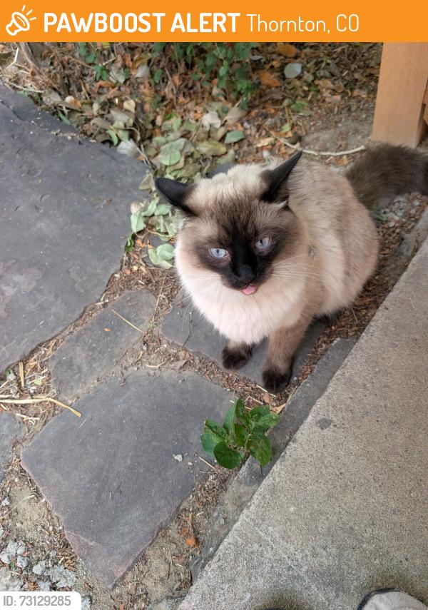 Found/Stray Male Cat last seen Near Hoffman Way and Eppinger in Old Thornton, Thornton, CO 80229