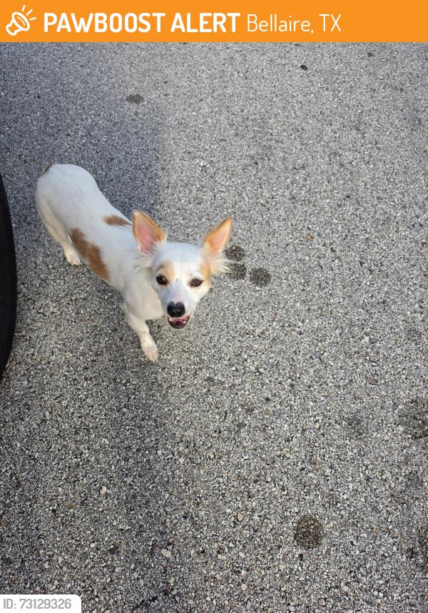 Found/Stray Female Dog last seen South Rice, Bellaire, TX 77401