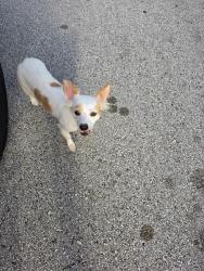 Found/Stray Female Dog last seen South Rice, Bellaire, TX 77401