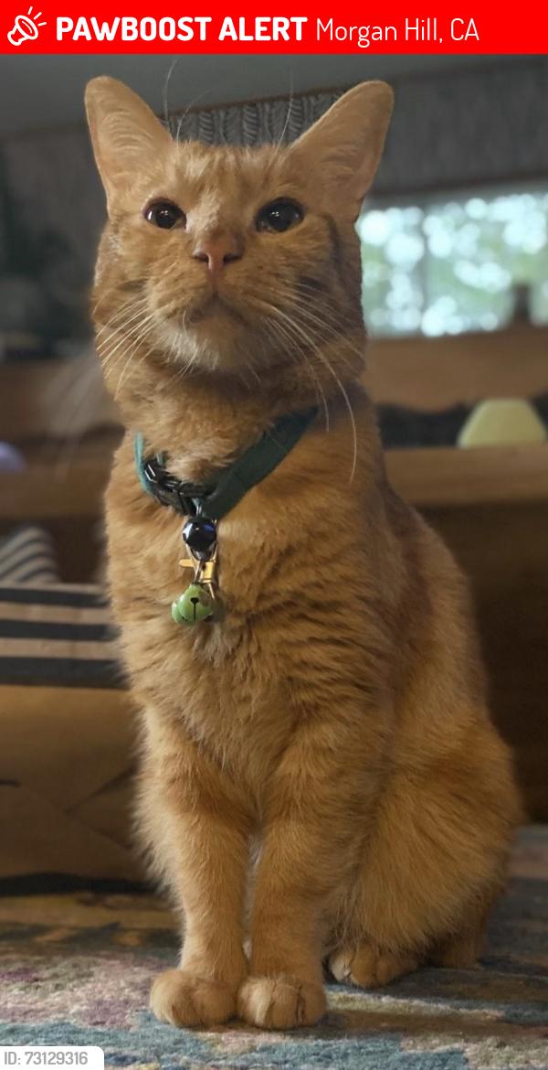 Lost Male Cat last seen Barnell and Spring, Morgan Hill, CA 95037