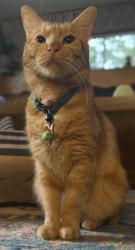 Lost Male Cat last seen Barnell and Spring, Morgan Hill, CA 95037