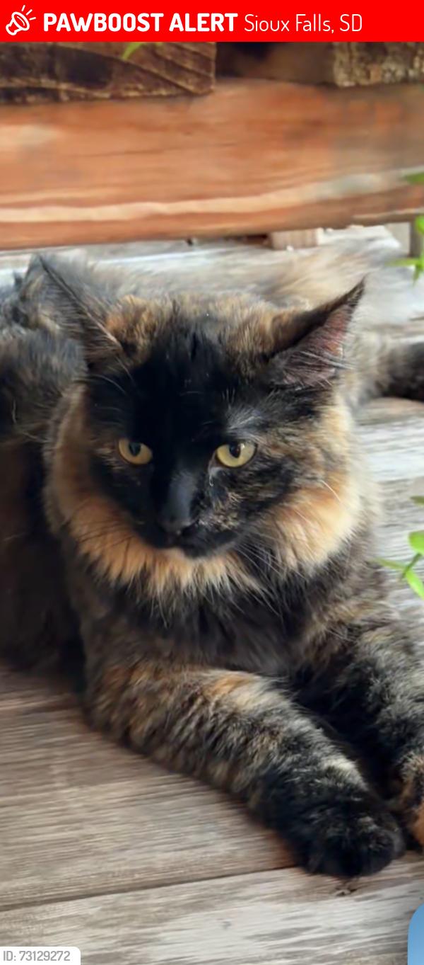 Lost Female Cat last seen Southeastern ans 69 Th Street, Sioux Falls, SD 57108