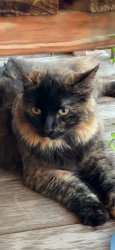 Lost Female Cat last seen Southeastern ans 69 Th Street, Sioux Falls, SD 57108