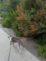 Reunited Male Dog last seen 29th and Salado st, Austin, TX 78705