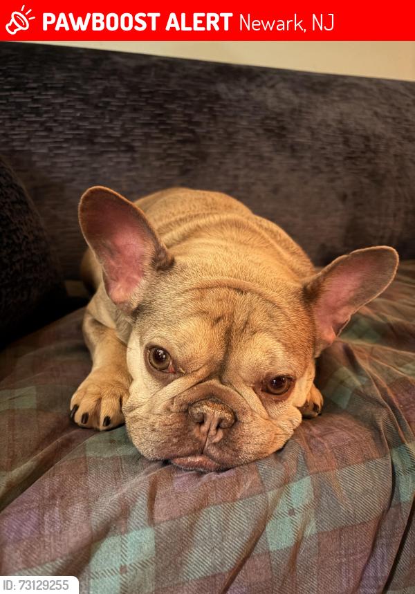 Lost Female Dog last seen Freelinghysen ave, Newark, NJ 07114