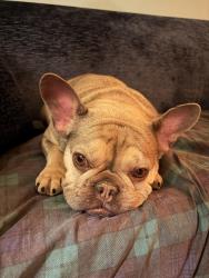 Lost Female Dog last seen Freelinghysen ave, Newark, NJ 07114