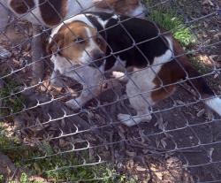 Lost Female Dog last seen Home near the old 411 racetrack, Seymour, TN 37865