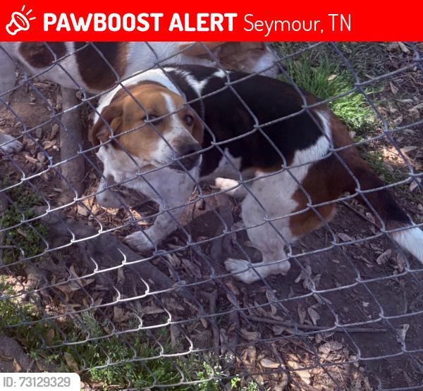 Lost Female Dog last seen Home near the old 411 racetrack, Seymour, TN 37865