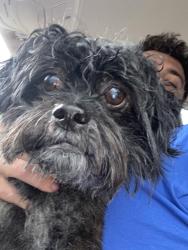 Reunited Female Dog last seen Lilian veterinary hosp, Lillian, AL 36549