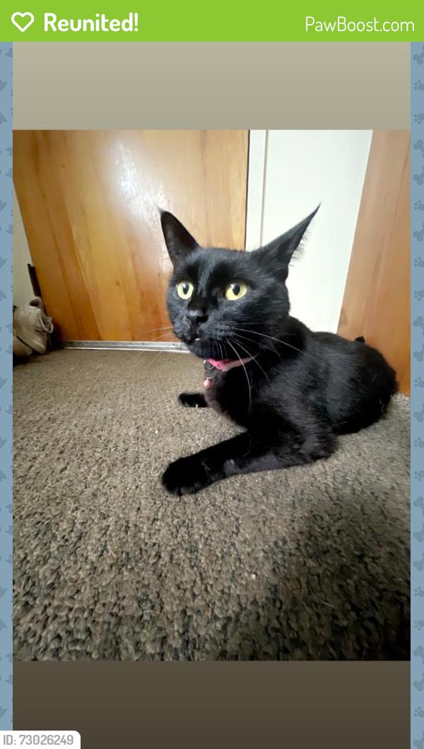 Reunited Female Cat last seen crowleys variety grill, Farmington, NH 03835