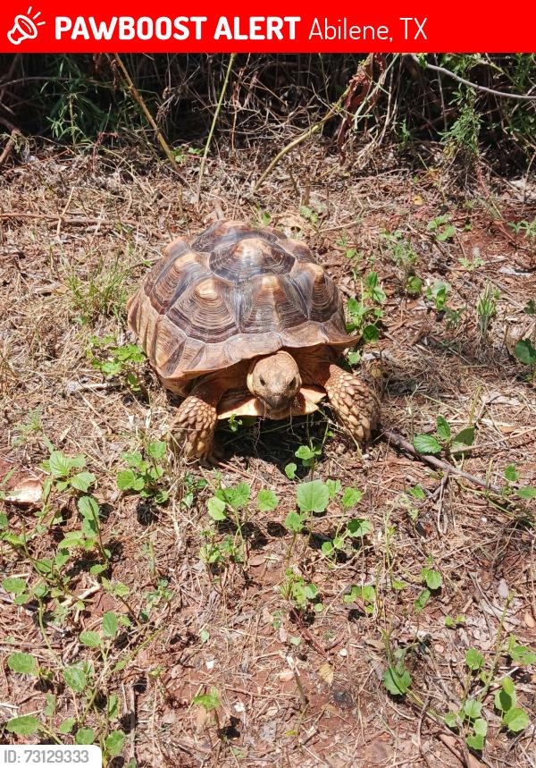 Lost Male Other last seen S 7th-Ruidosa area, Abilene, TX 79605