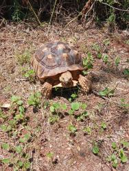 Lost Male Other last seen S 7th-Ruidosa area, Abilene, TX 79605