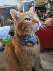 Lost Male Cat last seen Codsall est, Cradley Heath, England 