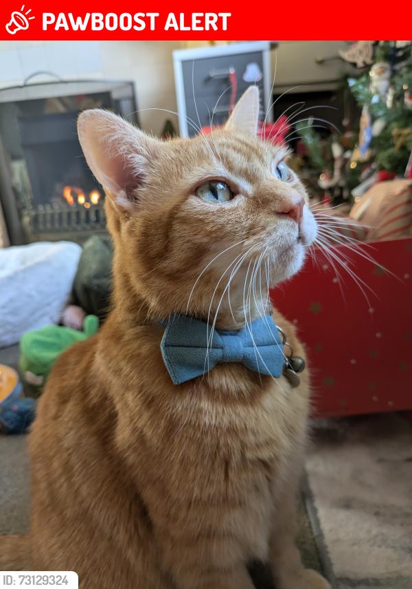 Lost Male Cat last seen Codsall est, Cradley Heath, England 