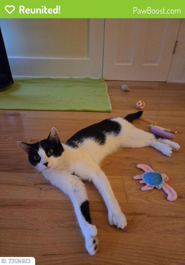 Reunited Female Cat last seen Remington St & Route 75, Suffield, CT 06078