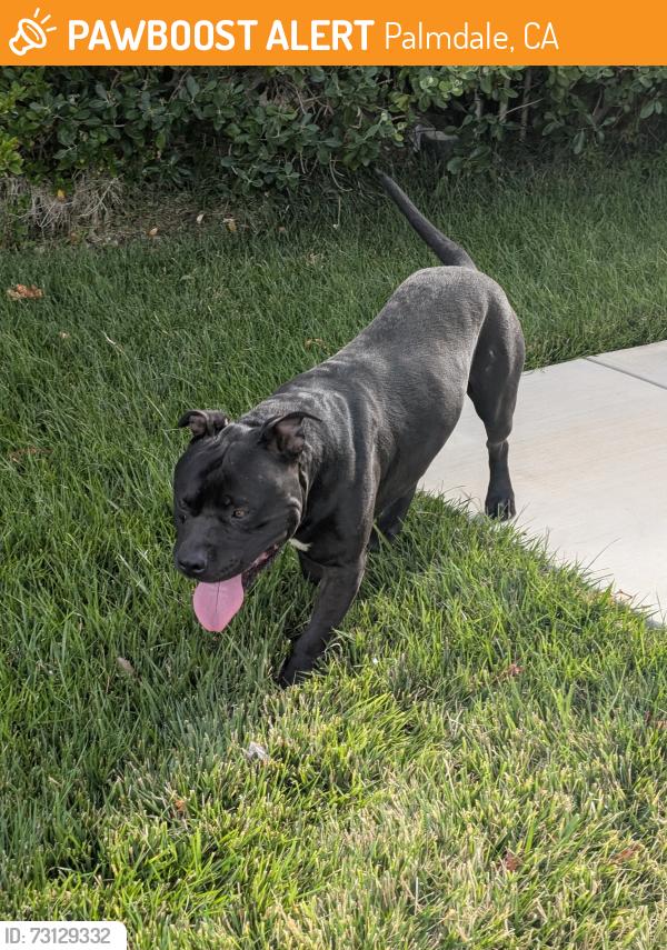 Found/Stray Male Dog last seen Parkwood x Goldenrain, Palmdale, CA 93551