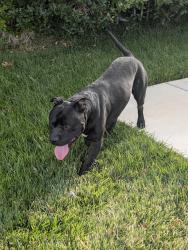 Found/Stray Male Dog last seen Parkwood x Goldenrain, Palmdale, CA 93551