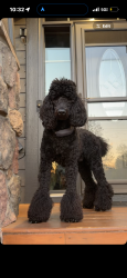 Reunited Male Dog last seen Andover Christian church, Andover, MN 55304