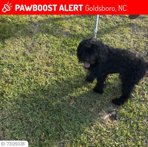 Lost Male Dog last seen Williams an 11th, Goldsboro, NC 27530