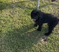 Lost Male Dog last seen Williams an 11th, Goldsboro, NC 27530