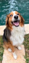 Reunited Male Dog last seen Near Sunshine Valley Ln, Navasota, TX 77868, USA, Navasota, TX 77868
