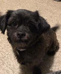 Reunited Male Dog last seen Bluehills ave, Hartford, CT 06002