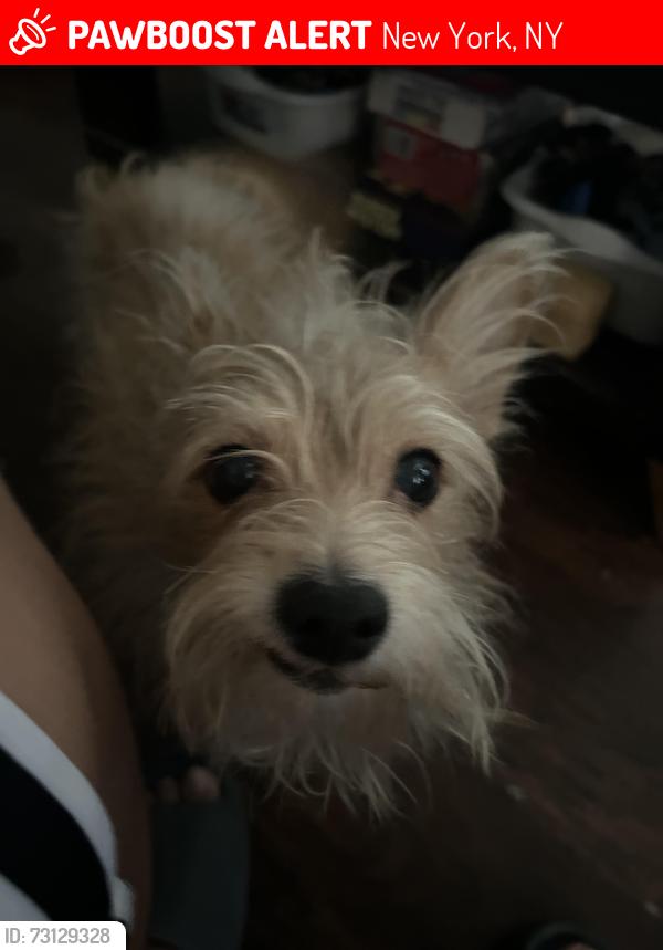 Lost Male Dog last seen behind city college and near st nicholas park, New York, NY 10031
