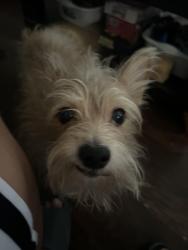 Lost Male Dog last seen behind city college and near st nicholas park, New York, NY 10031